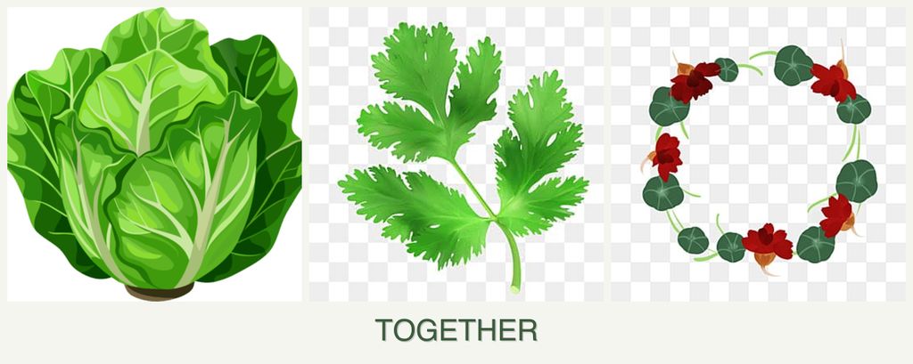 Can you plant lettuce, parsley and nasturtiums together?