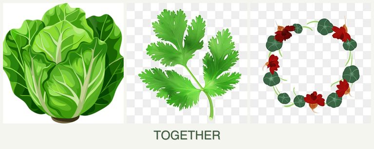 Can you plant lettuce, parsley and nasturtiums together?