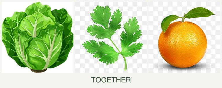 Can you plant lettuce, parsley and oranges together?