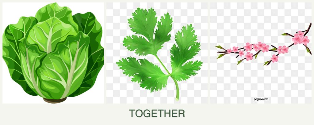 Can you plant lettuce, parsley and peaches together?