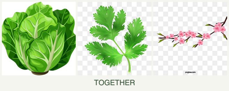 Can you plant lettuce, parsley and peaches together?