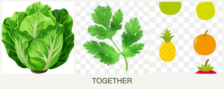 Can you plant lettuce, parsley and pears together?