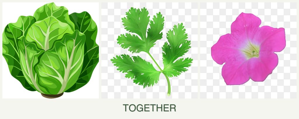 Can you plant lettuce, parsley and petunias together?