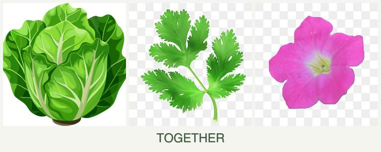 Can you plant lettuce, parsley and petunias together?