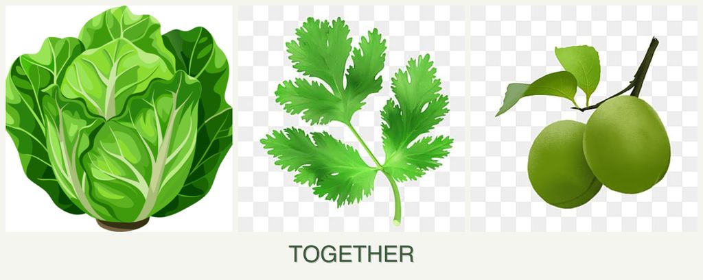 Can you plant lettuce, parsley and plums together?