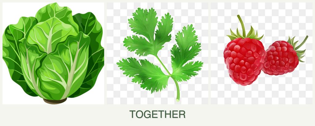 Can you plant lettuce, parsley and raspberries together?