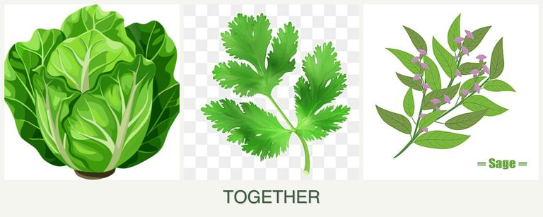 Can you plant lettuce, parsley and sage together?