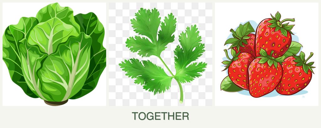 Can you plant lettuce, parsley and strawberries together?