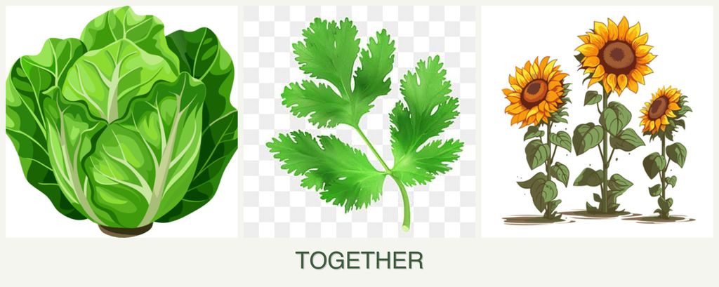 Can you plant lettuce, parsley and sunflowers together?