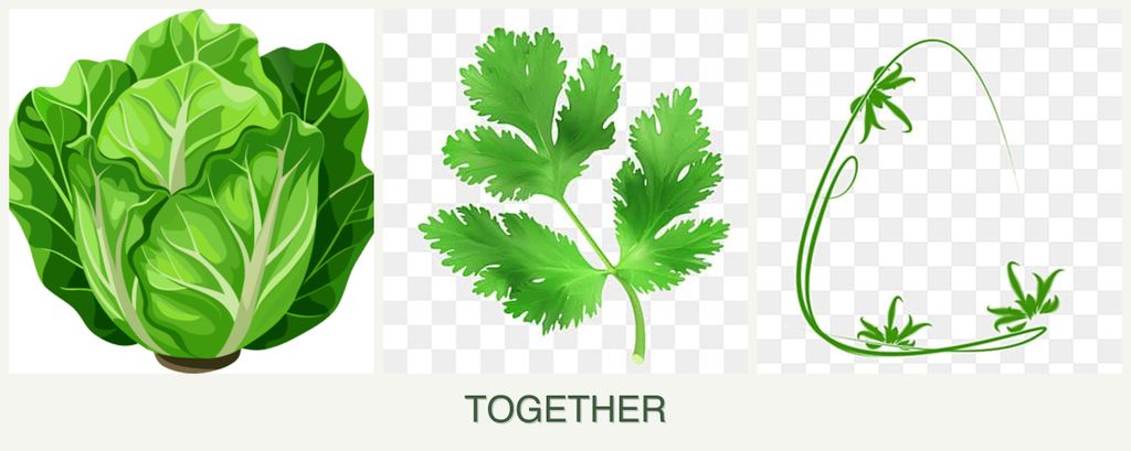 Can you plant lettuce, parsley and tarragon together?