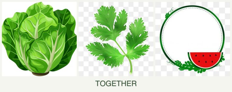 Can you plant lettuce, parsley and watermelons together?