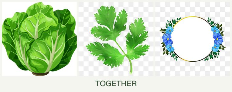 Can you plant lettuce, parsley and zinnias together?