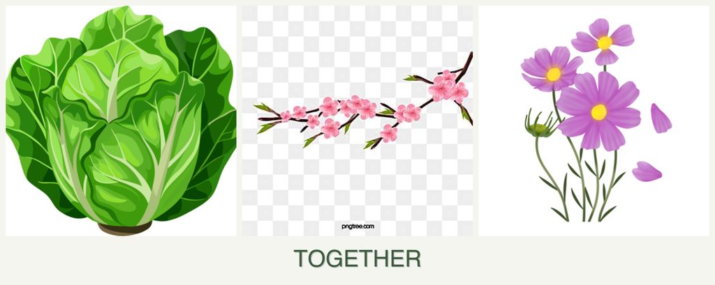 Can you plant lettuce, peaches and cosmos together?