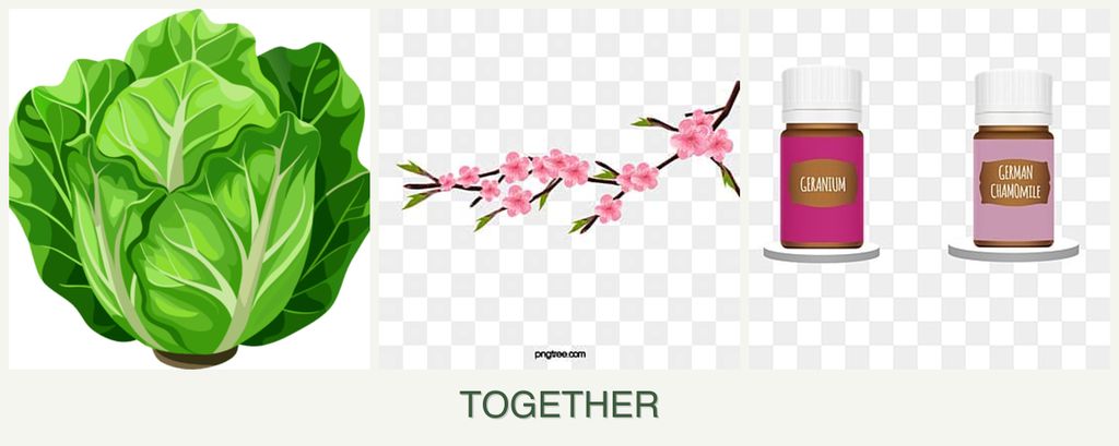 Can you plant lettuce, peaches and geraniums together?