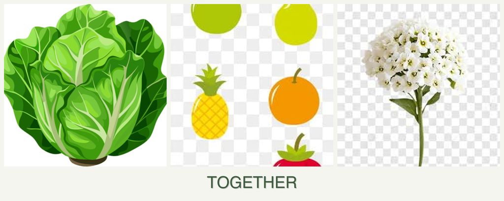 Can you plant lettuce, pears and alyssum together?