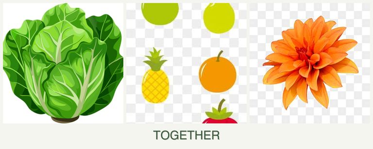 Can you plant lettuce, pears and dahlias together?