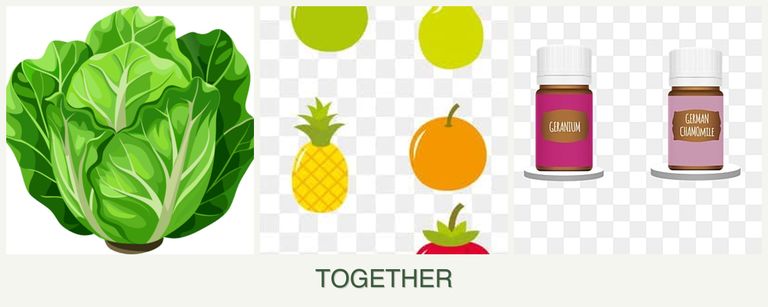 Can you plant lettuce, pears and geraniums together?