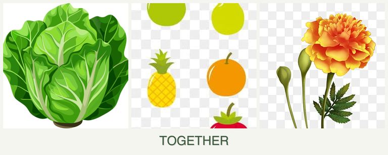 Can you plant lettuce, pears and marigolds together?