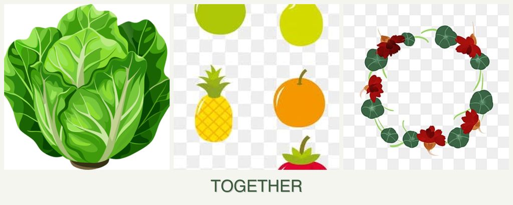 Can you plant lettuce, pears and nasturtiums together?