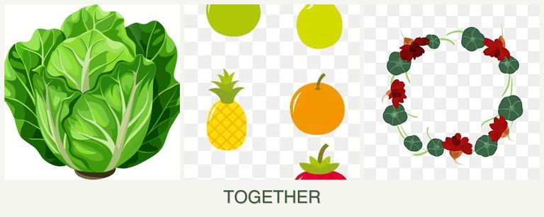 Can you plant lettuce, pears and nasturtiums together?