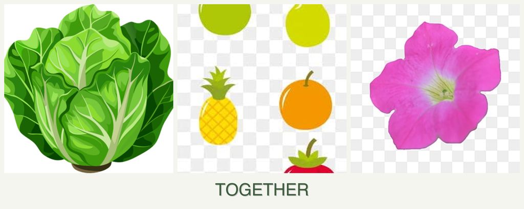 Can you plant lettuce, pears and petunias together?