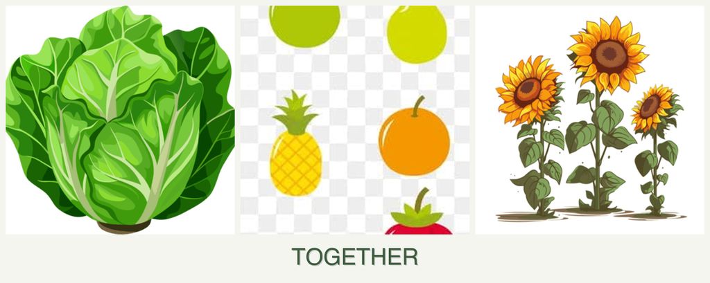 Can you plant lettuce, pears and sunflowers together?