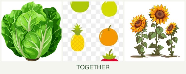 Can you plant lettuce, pears and sunflowers together?