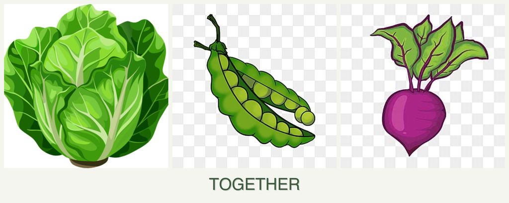 Can you plant lettuce, peas and beets together?