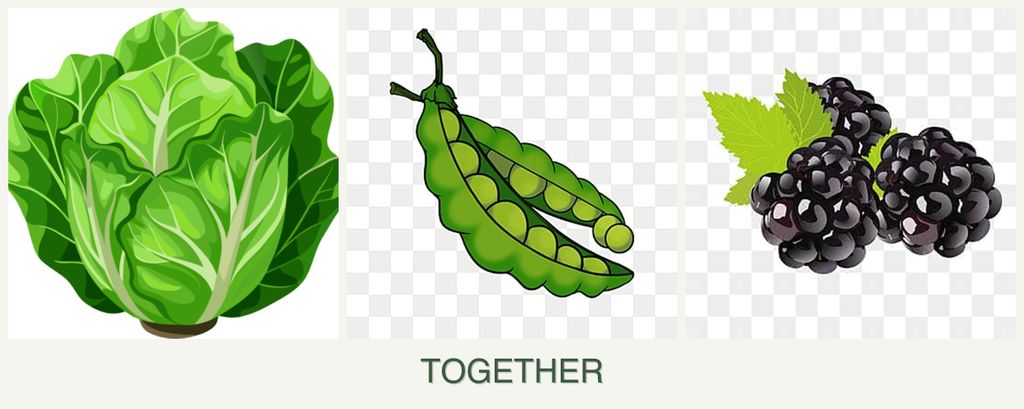Can you plant lettuce, peas and blackberries together?