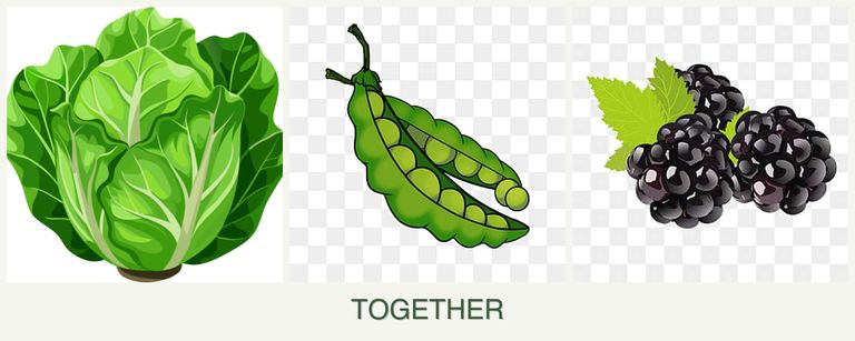 Can you plant lettuce, peas and blackberries together?