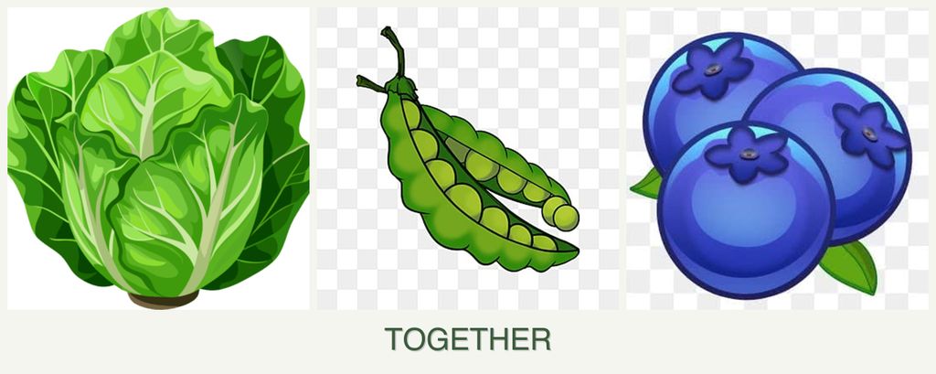 Can you plant lettuce, peas and blueberries together?