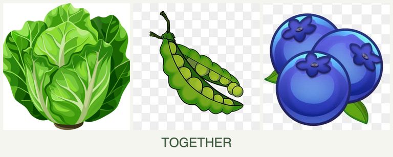 Can you plant lettuce, peas and blueberries together?