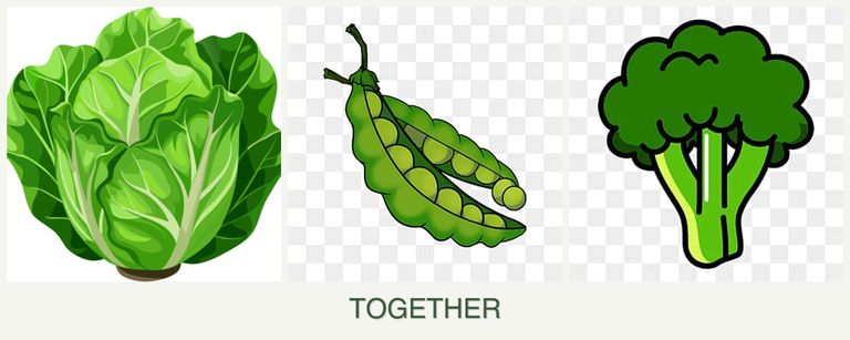 Can you plant lettuce, peas and broccoli together?