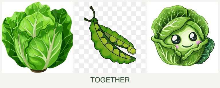 Can you plant lettuce, peas and cabbage together?