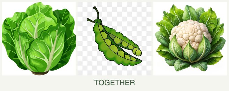 Can you plant lettuce, peas and cauliflower together?