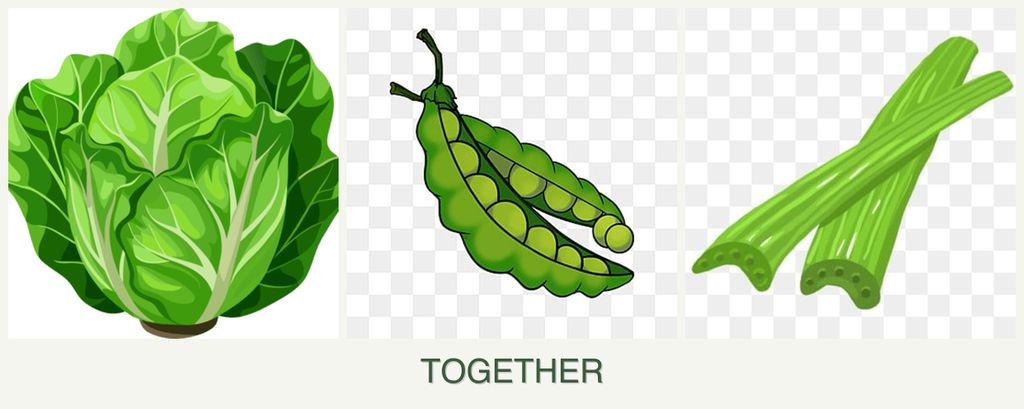 Can you plant lettuce, peas and celery together?