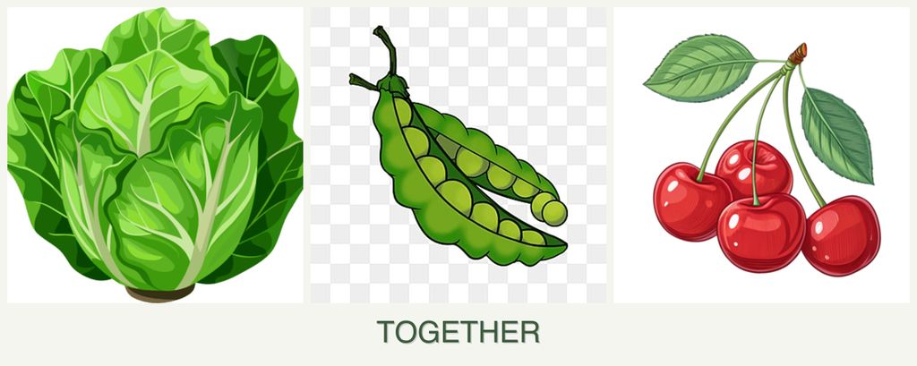 Can you plant lettuce, peas and cherries together?