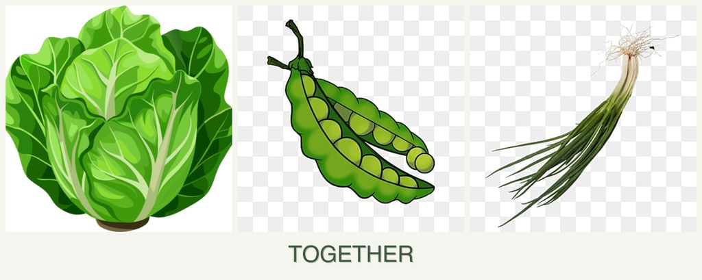 Can you plant lettuce, peas and chives together?