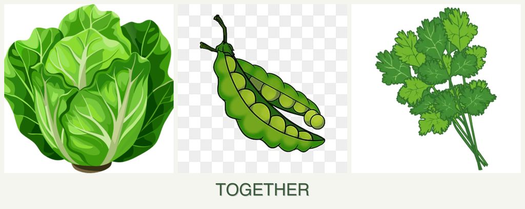 Can you plant lettuce, peas and cilantro together?