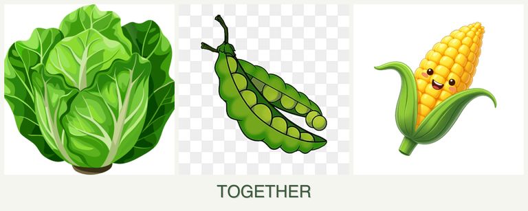 Can you plant lettuce, peas and corn together?