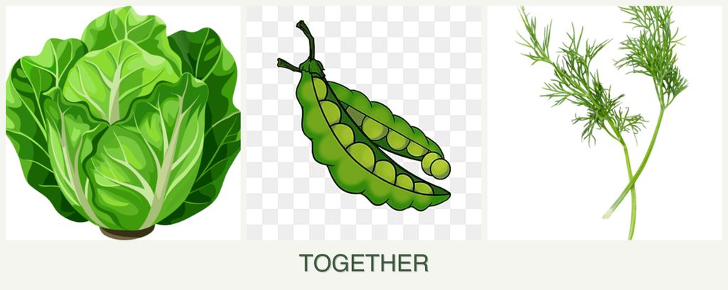 Can you plant lettuce, peas and dill together?