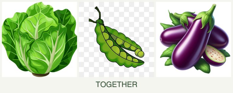 Can you plant lettuce, peas and eggplant together?