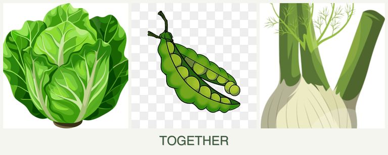 Can you plant lettuce, peas and fennel together?