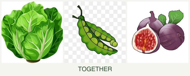 Can you plant lettuce, peas and figs together?