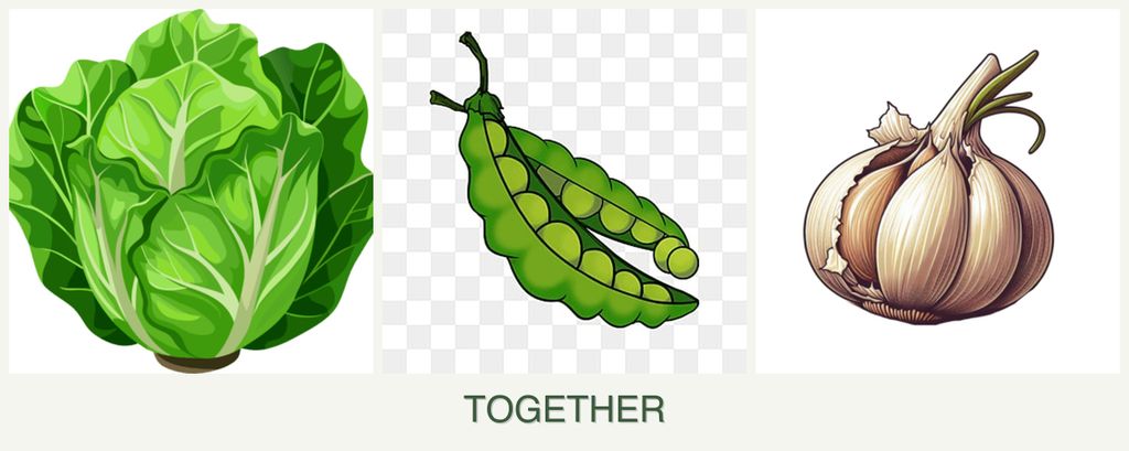 Can you plant lettuce, peas and garlic together?