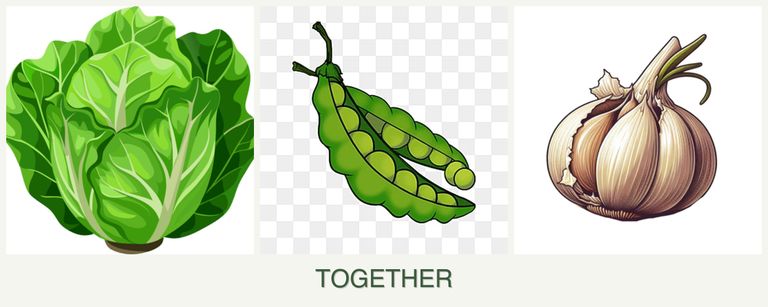 Can you plant lettuce, peas and garlic together?
