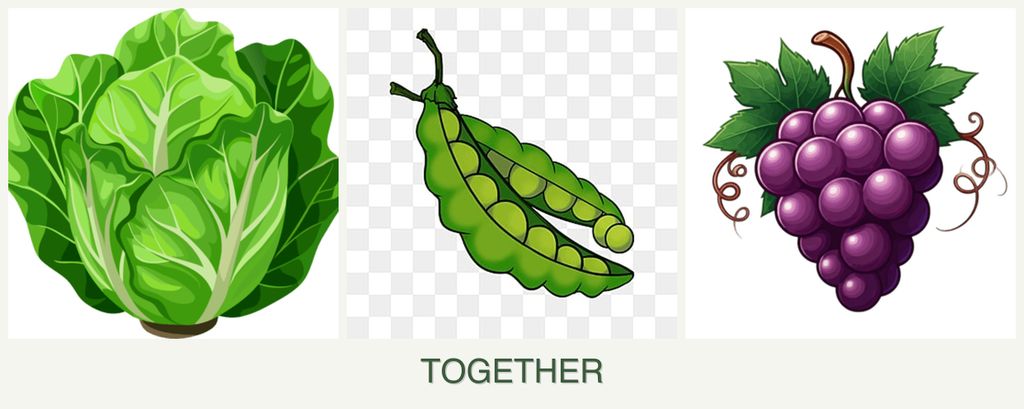 Can you plant lettuce, peas and grapes together?