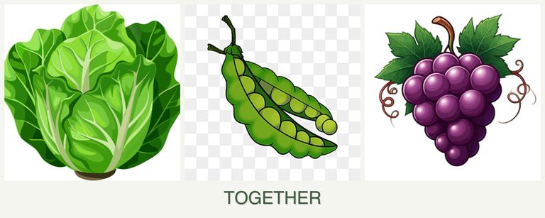 Can you plant lettuce, peas and grapes together?