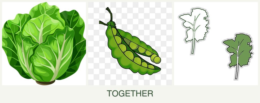 Can you plant lettuce, peas and kale together?