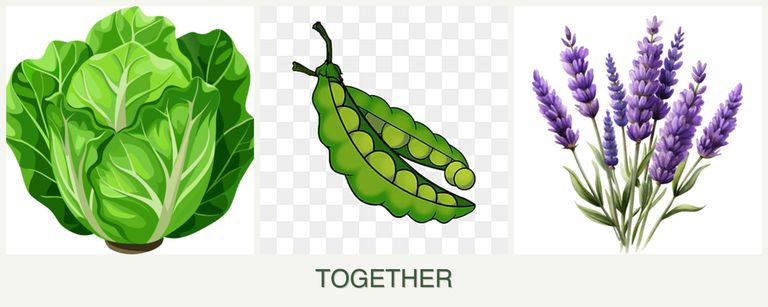 Can you plant lettuce, peas and lavender together?